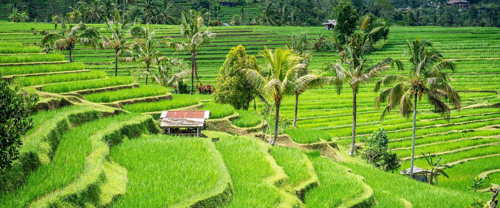 Indonesia_KalenderNovember_2026_1920_800_page
